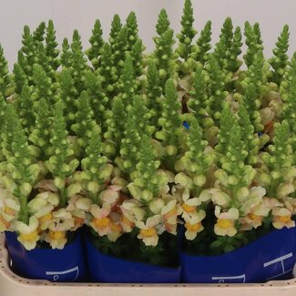 Freshy Antirrhinum Snapdragon “Costa Apricot” | Colour: Yellow | Length ± 75 centimetre | Per 10 fresh flowers