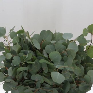 Freshy Short Eucalyptus Populus Leaf | Colour: Green | Length ± 50 centimetre | Per 5 bunches