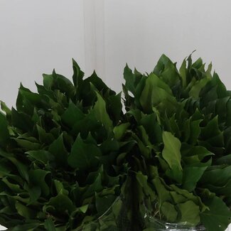 Freshy Hedera Efeu | Farbe: Grün | Länge ± 50 centimeter | Pro 5 Bündel