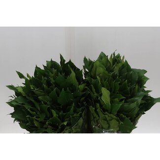Freshy Hedera Ivy | Colour: Green | Length ± 50 centimetre | Per 5 bunches
