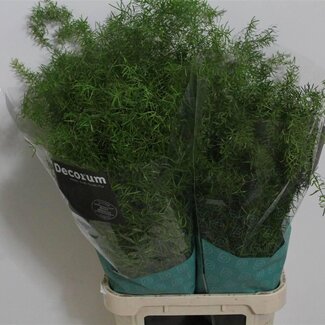 Freshy Asparagus Densiflorus “Sprengeri” | Couleur: Vert | Longueur ± 85 centimeter | Par 50 tiges