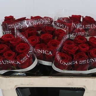Freshy Rosen “Red Naomi Unica” | Farbe: Rot | Länge ± 70 centimeter | Pro 10 Rosen