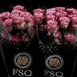 Freshy Großblütige Rose “Govinda” | Farbe: Violett | Länge ± 60 centimeter | Herkunft Ecuador | Pro 20 frische Rosen