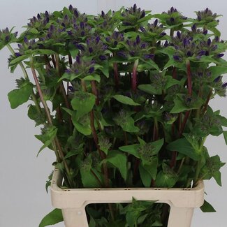 Freshy Campanula Glomerata “Superba” extra quality | Colour: Purple | Length ± 70 centimeter | Per 10 fresh flowers