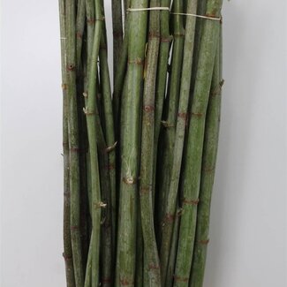 Freshy Polygonum 110cm