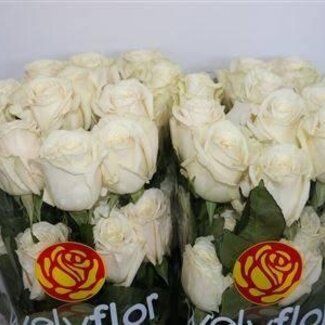Freshy Großblütige Rose "Playa Blanca" | Farbe: Weiß | Länge ± 70 centimeter | Herkunft Ecuador | Pro 25 frische Rosen