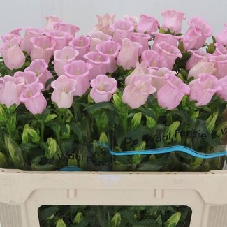 Freshy Campanula Glockenblume “Cam Pearl Pink” | Kleur: Rosa | Lengte ± 70 centimeter | Pro 10 verse bloemen