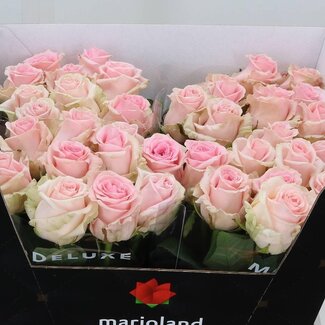 Freshy Rosen “Sweet Dolomiti” Größe XL | Farbe: Rosa | Länge ± 60 centimeter | Pro 10 Rosen