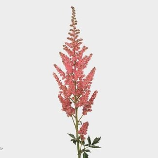 Freshy Astilbe C Vi Pink