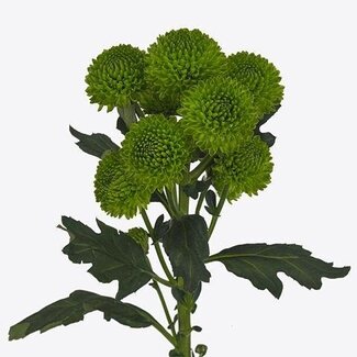 Freshy Chrysantheme Chrysantheme Santini “Peptalk” | Kleur: Groen | Länge ± 55 Zentimeter | Pro 25 Stielen frische Blumen