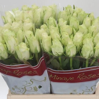 Freshy Rosen “Athena” | Farbe: Weiß | Länge ± 40 centimeter | Pro 20 Rosen