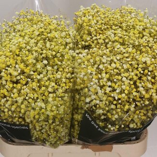 Freshy Gypsophila Schleierkraut Farbbehandelt | Farbe: Gelb | Länge ± 80 centimeter | Pro 25 Stiele frische Blumen