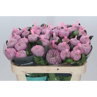 Freshy Deko Chrysantheme Chrysantheme “Couture” | Farbe: Lila | Länge ± 70 centimeter | Pro 10 frische Blumen
