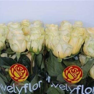 Freshy Luxusrose “Creme De La Creme” | Farbe: Orange | Länge ± 50 centimeter | Pro 25 frische Blumen