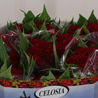 Freshy Celosia Cristata “Act Dara” | Farbe: Rot | Länge ± 72 centimeter | Pro 10 frische Blumen