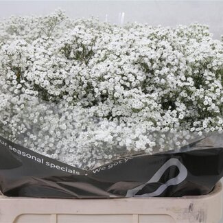 Freshy Gypsophila Paniculata Schleierkraut “Million Star” | Farbe: Weiß | Länge ± 80 centimeter | Herkunft Ecuador | Pro 25 Stielen frische Blumen