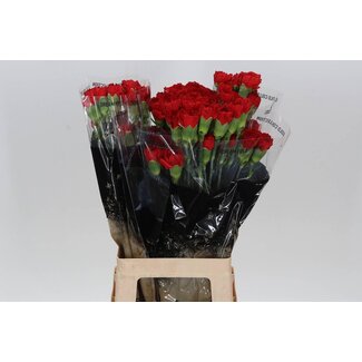 Freshy Long Carnation “Don Pedro” | Colour: Red | Length ± 70 centimetre | Per 20 fresh flowers
