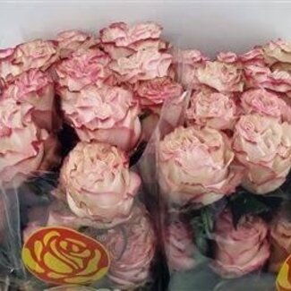 Freshy Roses “Country Candy” | Colour: Pink | Length ± 50 centimetre | Per 25 roses