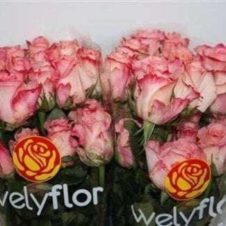Freshy Rozen “Rosalyn” | Kleur: Roze | Lengte ± 50 centimeter | Per 25 rozen