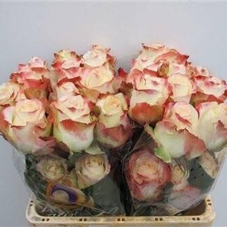 Freshy Rozen “Aubade” | Kleur: Rood Wit | Lengte ± 50 centimeter | Per 25 rozen