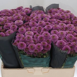 Freshy Chrysanthemum Chrysant Santini “Doria” | Farbe: Lila | Länge ± 55 centimeter | Pro 25 Stiele frische Blumen