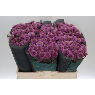 Freshy Chrysanthemum Chrysant Santini “Doria” | Farbe: Lila | Länge ± 55 centimeter | Pro 25 Stiele frische Blumen
