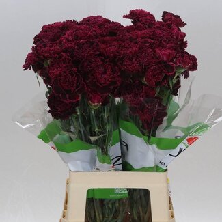 Freshy Lange Nelke “Funza Nobbio Black Heart” | Farbe: Bordeaux | Länge ± 70 Zentimeter | Pro 20 frische Blumen