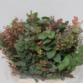 Freshy Eucalyptus Stuartiana Natuurlijk Kort | Farbe: Grün | Länge ± 55 centimeter | 150 gram pro Bund | Pro 5 Bunde