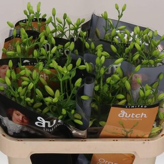Freshy Lilie Longiflorum x Asiatische Lilie Aqua “Orange Cocotte” | Farbe: Orange | Länge ± 80 centimeter | Pro 10 Stiele frische Blumen