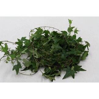 Freshy Hedera Helix Green