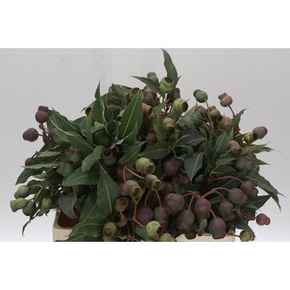 Freshy Eukalyptus Bell Gum | Farbe: Grün | Länge ± 55 centimeter | Pro 10 Zweige