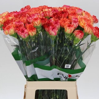 Freshy Anjer Funza Lang Rainbow Orange