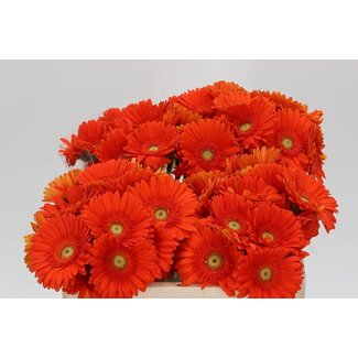 Freshy Germini Aqua “Henry” | Farbe: Orange | Länge ± 50 centimeter | Pro 20 frische bloemen