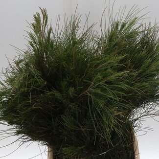 Freshy Casuarina 300gr (p. bos)