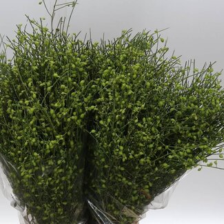 Freshy Ginster Bes Green 400gr (p. bos)