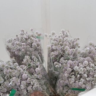 Freshy Ptilotus Obovatus 40cm