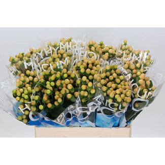 Freshy Hypericum “Coco Gelato” | Farbe: Braun | Länge ± 60 centimeter | Pro 20 Stiele frische Blumen
