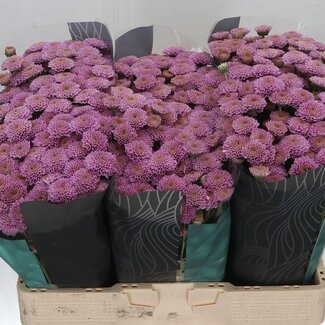 Freshy Chrysantheme Chrysant Santini “Ellison Pink” | Farbe: Violett | Länge ± 55 centimeter | Pro 25 Stiele frische Blumen