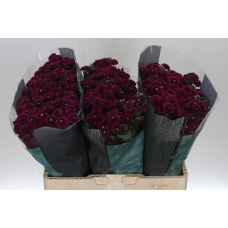 Freshy Chrysanthème Chrysant Santini “Purpetta” | Couleur: Violet | Longueur ± 55 centimeter | Par 25 tiges de fleurs fraîches