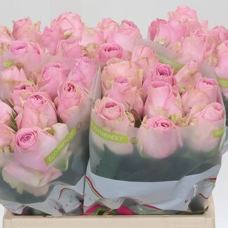 Freshy Rosen “Heidi” | Farbe: Rosa | Länge ± 40 centimeter | Pro 20 Rosen