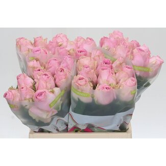 Freshy Roses “Heidi” | Colour: Pink | Length ± 40 centimetre | Per 20 roses
