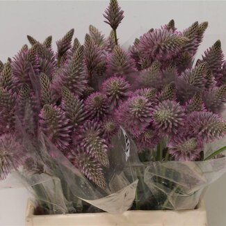 Freshy Ptilotus Exaltatus 40cm