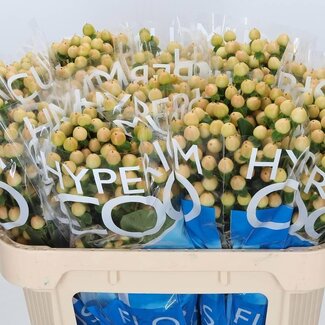Freshy Hypericum “Coco Gelato” | Farbe: Braun | Länge ± 70 centimeter | Pro 20 Stiele frische Blumen