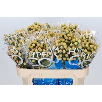 Freshy Hypericum “Coco Gelato” | Colour: Brown | Length ± 70 centimeter | Per 20 stems fresh flowers
