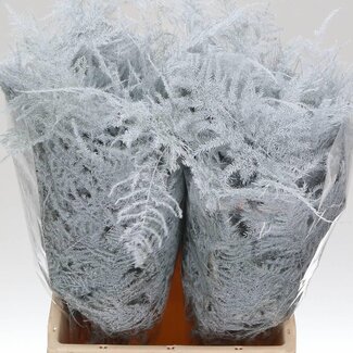 Freshy Short Asparagus White | Colour: White | Length ± 45 centimeter | Per 50 stems