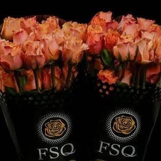 Freshy Großblütige Rose “Carpe Diem” | Farbe: Orange | Länge ± 60 centimeter | Herkunft Ecuador | Pro 25 frische Rosen