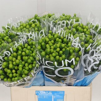 Freshy Hypericum Johanniskraut “Coco Bamboo” | Farbe: Grün | Länge ± 60 centimeter | Pro 20 frische Blumen