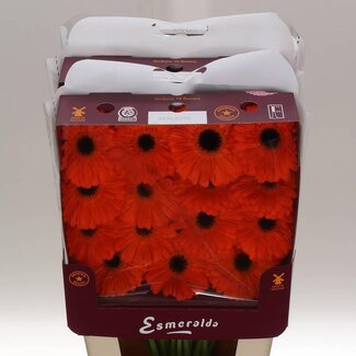 Freshy Gerbera Großblumig Aqua “Applause” | Farbe: Orange | Länge ± 45 centimeter | Pro 15 frische Blumen