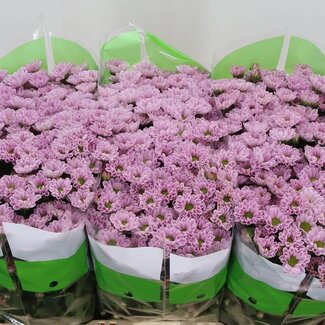 Freshy Chrysanthemum Chrysant Santini “Rossi Pink” | Farbe: Lila | Länge ± 55 centimeter | Pro 25 Stiele frische Blumen