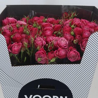 Freshy Holländische Trosrose “Party Trendsetter” | Farbe: Rosa | Länge ± 70 centimeter | Pro 10 frische Rosen